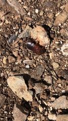 Parcoblatta americana