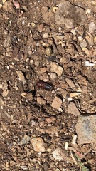 Parcoblatta americana