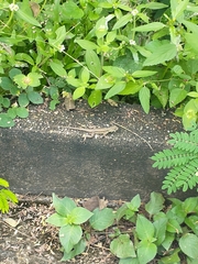 Tropidurus torquatus