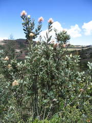Oreocallis grandiflora