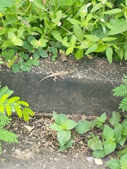 Tropidurus torquatus