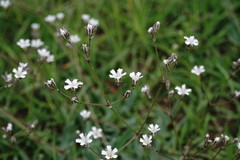Gypsophila acutifolia