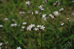 Gypsophila acutifolia