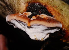 Postia pelliculosa