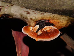 Postia pelliculosa