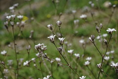 Gypsophila acutifolia