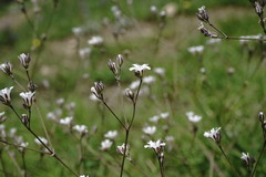 Gypsophila acutifolia