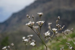 Gypsophila acutifolia