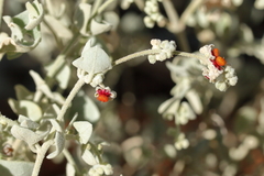 Chenopodium curvispicatum