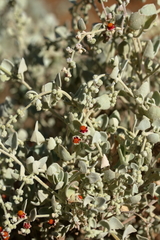 Chenopodium curvispicatum