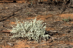 Chenopodium curvispicatum