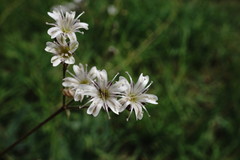 Gypsophila acutifolia