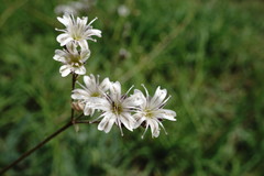 Gypsophila acutifolia