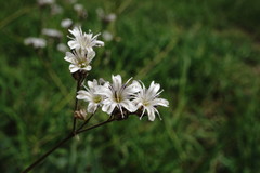 Gypsophila acutifolia