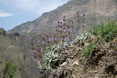 Salvia canescens