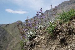 Salvia canescens