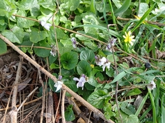 Viola alba
