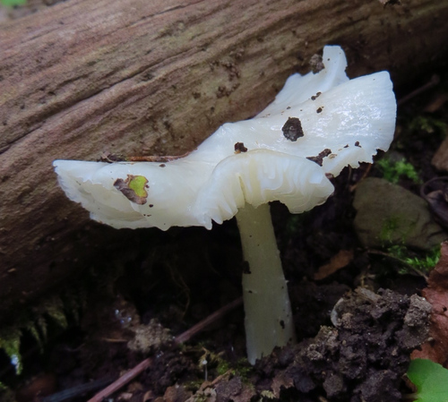 Snowy Waxcap