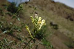 Scutellaria orientalis