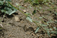 Scutellaria orientalis