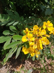 Senna velutina