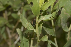 Notozulia entreriana