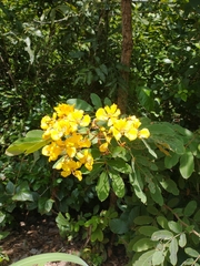 Senna velutina
