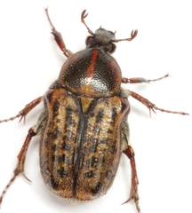 Euphoria quadricollis