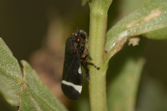 Notozulia entreriana