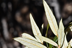 Quercus hypoleucoides