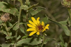 Notozulia entreriana