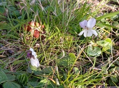 Viola alba