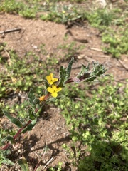 Camissoniopsis hirtella