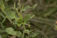 Notozulia entreriana