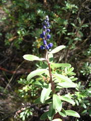 Monnina salicifolia
