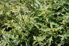 Scrophularia variegata