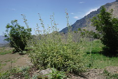 Scrophularia variegata