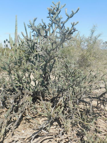Cylindropuntia calmalliana (Cylindropuntia calmalliana)