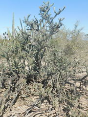 Cylindropuntia calmalliana