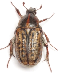 Euphoria quadricollis