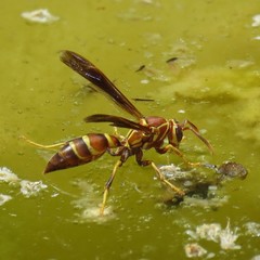 Polistes arizonensis