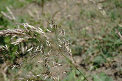 Trisetum rigidum