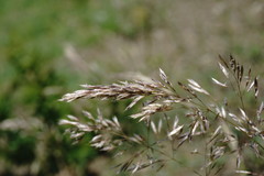 Trisetum rigidum