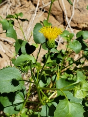 Engleria africana image