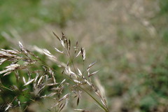 Trisetum rigidum