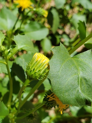 Engleria africana image