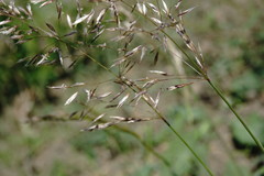 Trisetum rigidum