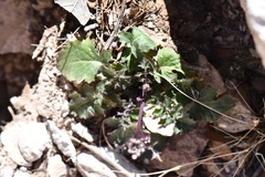 Dryopetalon runcinatum