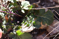Dryopetalon runcinatum