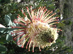 Oreocallis grandiflora